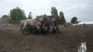 Trekpaarden De Brabander [upl. by Nohsal]