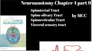 Neuroanatomy chapter 4 part 9Spinotectal TractSpinoreticular TractSpino olivary TractVisceral [upl. by Lahcear]