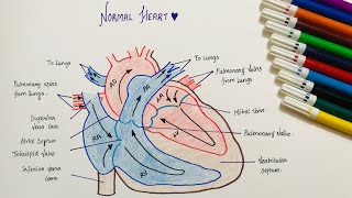 Human Heart  Drawing amp Labelling [upl. by Urbanna341]