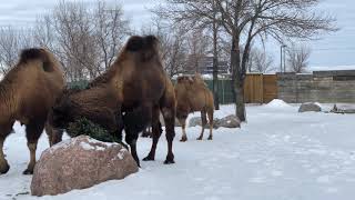 Bactrian Camels in winter [upl. by Pinto]