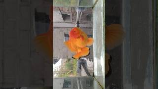 The Stout Shorttailed Oranda Goldfish [upl. by Birck]