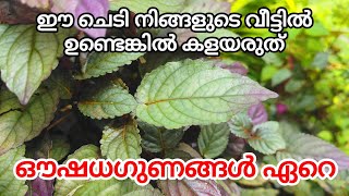 ഈ ചെടി നിങ്ങളുടെ വീട്ടിൽ ഉണ്ടെങ്കിൽ കളയരുത്ഔഷധ ഗുണങ്ങൾ ഏറെ ഇതിനു  STROBILANTHES ALTERNATA  PLANT [upl. by Dlabihcra550]