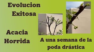 Excelente Evolución de la Acacia Horrida a una semana de la poda drástica [upl. by Ademla715]