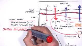 Respiration Gas Exchange [upl. by Erika]