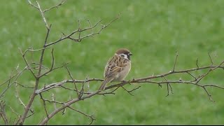 Haussperling  Spatz Passer domesticus  House sparrow [upl. by Laurie]