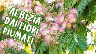 Albizia julibrissin l’albero dai fiori piumati [upl. by Blondy]