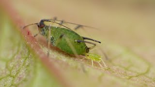 Aphid Live Birth  Macro Video  Photography  Panasonic  Raynox  Macro Shots [upl. by Mickey185]