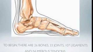 Foot Anatomy 101 video and transcript [upl. by Ardnaiek]