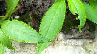 Amazing guttation on Dopati leaf [upl. by Josie]