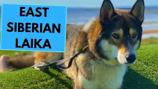 East Siberian Laika  TOP 10 Interesting Facts [upl. by Hekker]