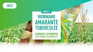 Amarante tuberculée  comment affronter cette menace bien réelle – partie 2 [upl. by Aridaj]