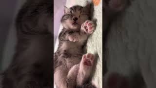 बिल्ली की गायन catvideos cat funnyvideo catlover cute [upl. by Swee868]