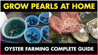 How to grow Pearls at Home  Oyster Farming at Home [upl. by Oicnedif149]