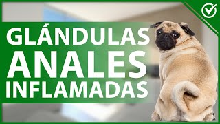 🐕 ¿Qué Puedo Hacer si mi Perro Tiene las Glándulas Anales Inflamadas  Cuidados de Salud Canina 🤕🐕 [upl. by Nihi]