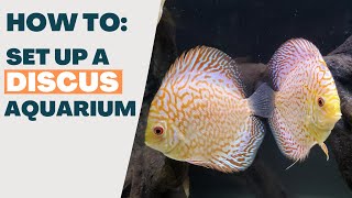 How To Set Up a DISCUS Aquarium [upl. by Hayifas]