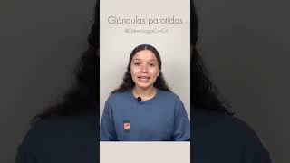 Glándulas Parótidas  Odontologia [upl. by Eran491]