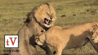 Four Lionesses Defend Their Cubs from Male Lion  Masai Mara Kenya [upl. by Oiluj]