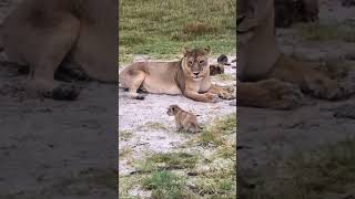 Baby Lion Roars  Lion Cub Roaring  DuncsgrayIG [upl. by Rede617]