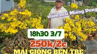 37 ☎ Mai vàng Miếng Dung báo giá mai Tết 0366048123 SBBL SBSG Như Ý Giảo cánh tròn đủ giống đẹp [upl. by Ardie]