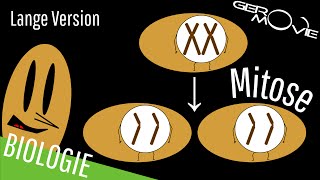 ► Mitose  verständlich erklärt  Lange Version [upl. by Midian325]