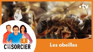 Le déclin des abeilles  Cest pas sorcier Intégrale [upl. by Otrebide264]