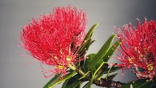 Pohutukawa Bonsai Development [upl. by Eibob]