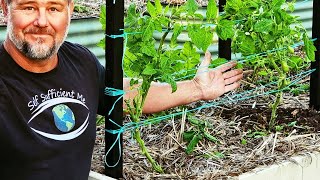 Doing the EPIC Florida Weave to Stake Tomato Plants [upl. by Putnem50]