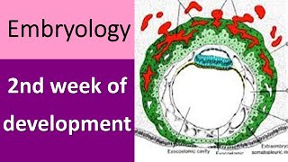 2nd week of embryonic development [upl. by Alexandr]