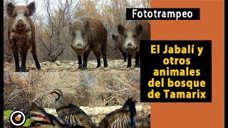 Fototrampeo El JABALI y otros animales del bosque de Tamarix Grabados con la cámara Browning [upl. by Eiloj102]