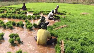 How Rice is Made  Step by Step Growing Rice Paddy Farming South India [upl. by Aliekahs]