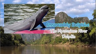 Irrawaddy Dolphin The Mysterious River Dolphin dolphin mekongriver wildlife [upl. by Ainerbas]