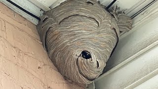 Duct tape vs Hornet nest trapping them inside [upl. by Nareik]