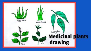 medicinal plants drawingmedical plant drawingmedicinal plants diagram [upl. by Bale954]