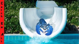 LOBSTER WATER SLIDE Safe for Fish [upl. by Hirsh]