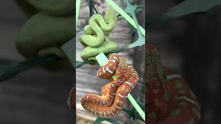 Baby Emerald Tree Boas  Anaconda Phase vs High White  Corallus caninus [upl. by Virnelli963]