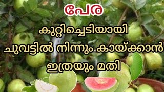 പേര ചുവട്ടിൽ നിന്നും കുലകുത്തി കായ്ക്കാൻപേര ചട്ടിയിൽ നിറയെ കായ്ക്കാൻpera kaykanperakka krishi [upl. by Grane]