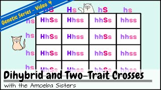 Dihybrid and TwoTrait Crosses [upl. by Lavoie]