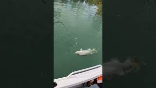 Monster Barramundi Fishing in Australia Gulf of Carpentaria [upl. by Netaf492]