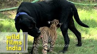 Maternal giving Tiger cub and antelope feed from Labrador [upl. by Ynitsed582]