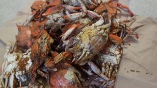 HOW TO COOK LIVE BLUE CRABS THEY ATTACKED US [upl. by Varin]