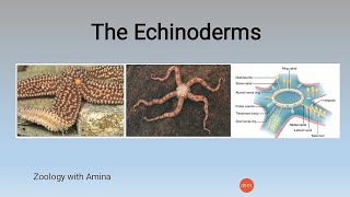 General characteristics of phylum Echinodermata  Zoology with Amina [upl. by Doi]