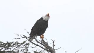 Bald Eagle Calling to Her Mate [upl. by Morrill]