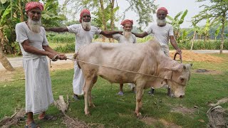 Full Cow Processing amp Kosha Curry Cooking by Grandpa  Huge Traditional Iftar amp Beef Dinner [upl. by Adleremse]