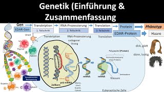 Genetik Einführung  Zusammenfassung 12  Abitur Biologie Genetik Oberstufe [upl. by Anailuig]