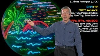 Microscopy Fluorescent Proteins Roger Tsien [upl. by Layne]