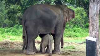 Cutest Baby Elephant Running to its Mom After Sensing Danger [upl. by Arratal]