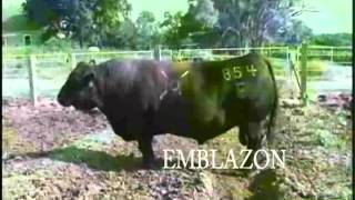 Emblazon 854E Toro Angus Negro [upl. by Narol]