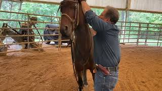 Putting a headstall on Zeke the untouchable [upl. by Tracy]