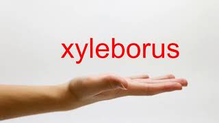 How to Pronounce xyleborus  American English [upl. by Asirb]