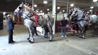 Flat Rock Draft Horses at the 2012 Indiana State Fair [upl. by Sheryl]